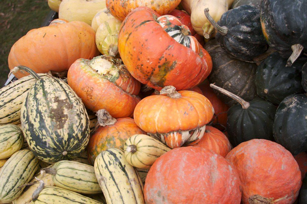 Pumpkins & Winter Squash
