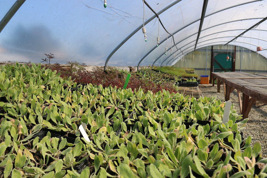Rows of plants inside a hoop greenhouse